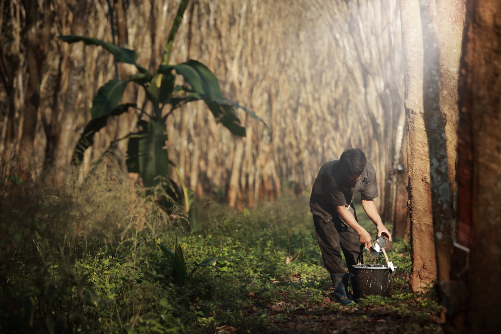 Rubber trees in a latex plantation
